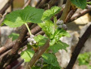 Cây lý chua đen (Ribes nigrum)