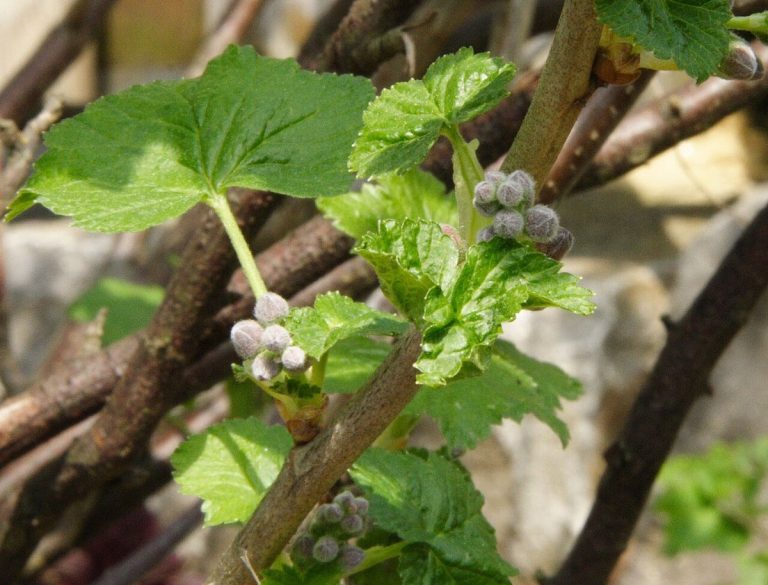 Cây lý chua đen (Ribes nigrum)
