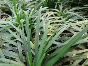 Cây mạch môn (Ophiopogon japonicus)