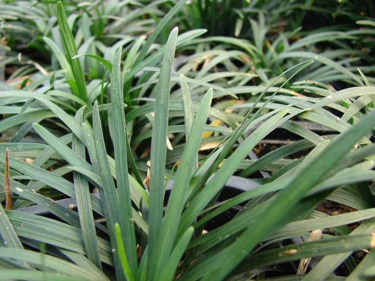 Cây mạch môn (Ophiopogon japonicus)