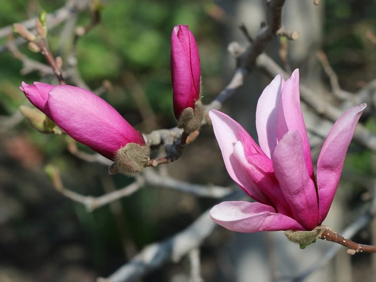Cây tân di hoa – Magnolia liliiflora, nguồn nguyên liệu chiết xuất