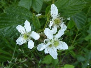 Cây mâm xôi đen (Rubus fruticosus)