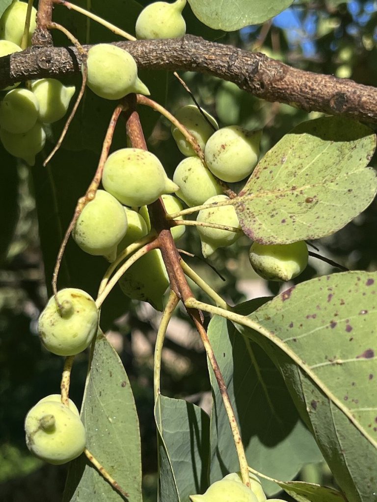 Cây mận Kakadu (Terminalia ferdinandiana)