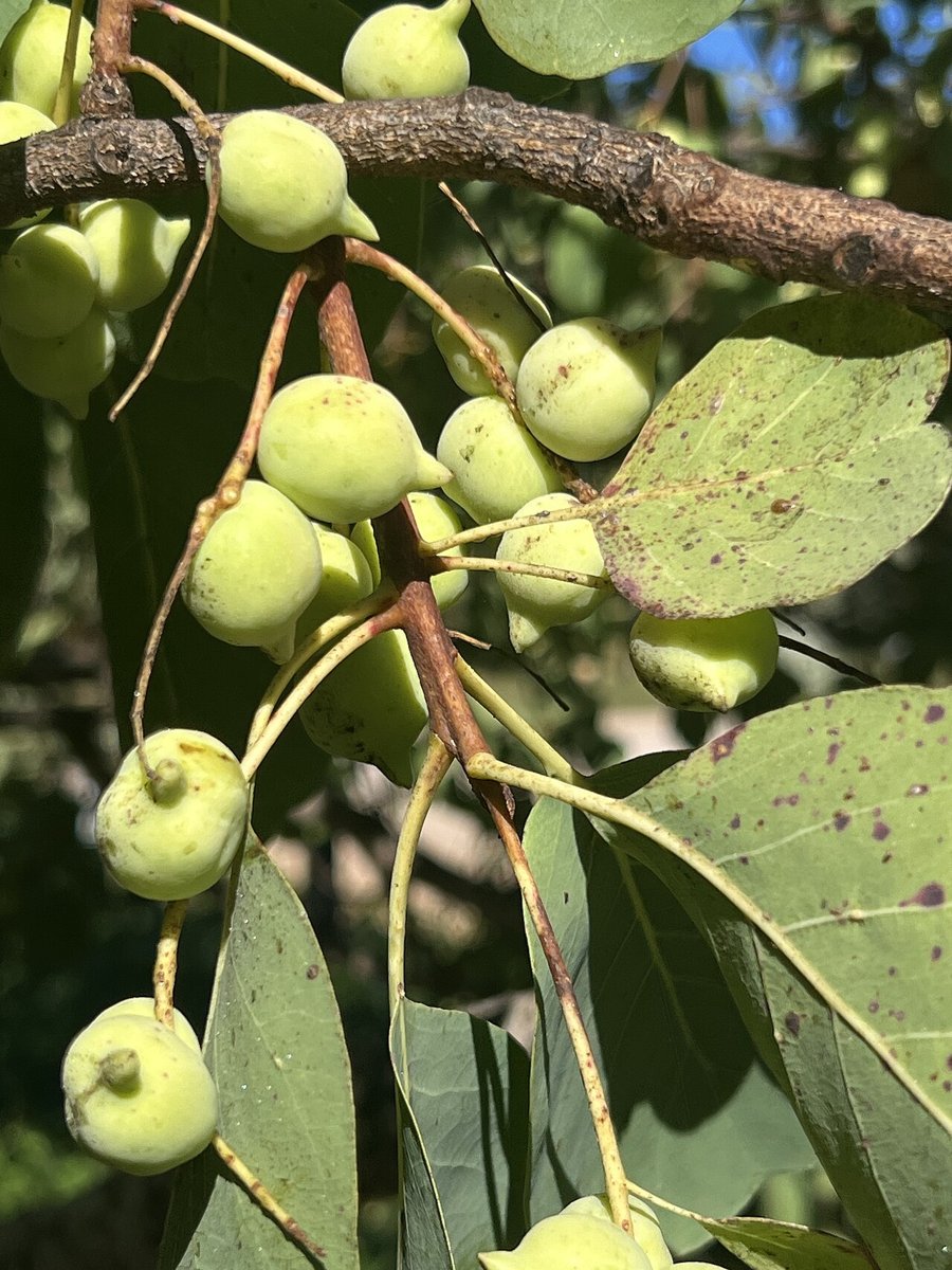 Cây mận Kakadu (Terminalia ferdinandiana)