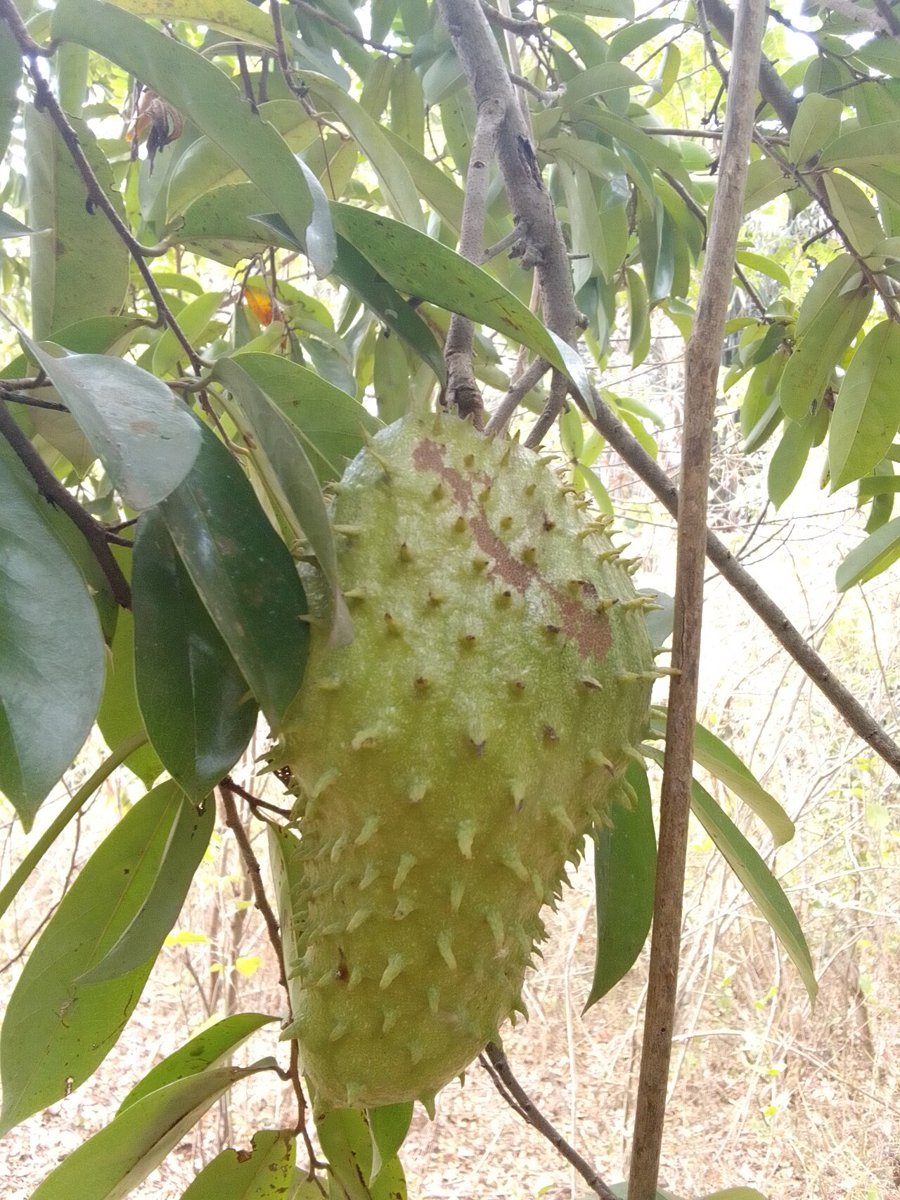 Cây mãng cầu xiêm (Annona muricata)
