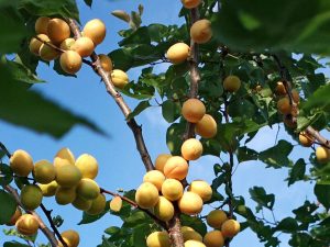Cây mơ tây (Prunus armeniaca)