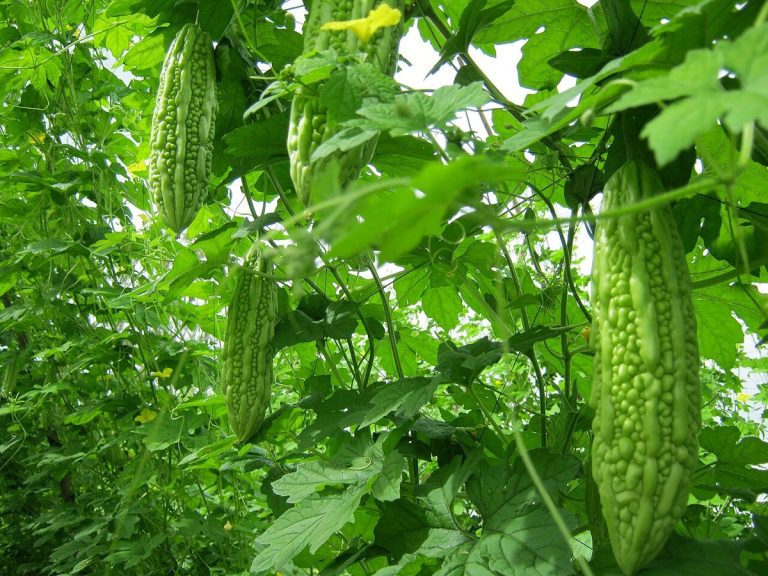 Cây khổ qua – Momordica charantia, nguồn nguyên liệu chiết xuất