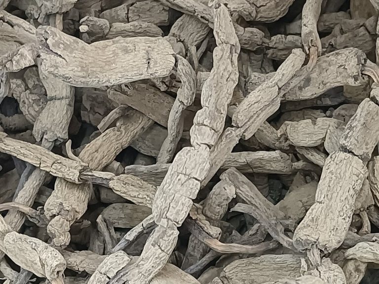 Cây ba kích – Morinda officinalis, nguồn nguyên liệu chiết xuất