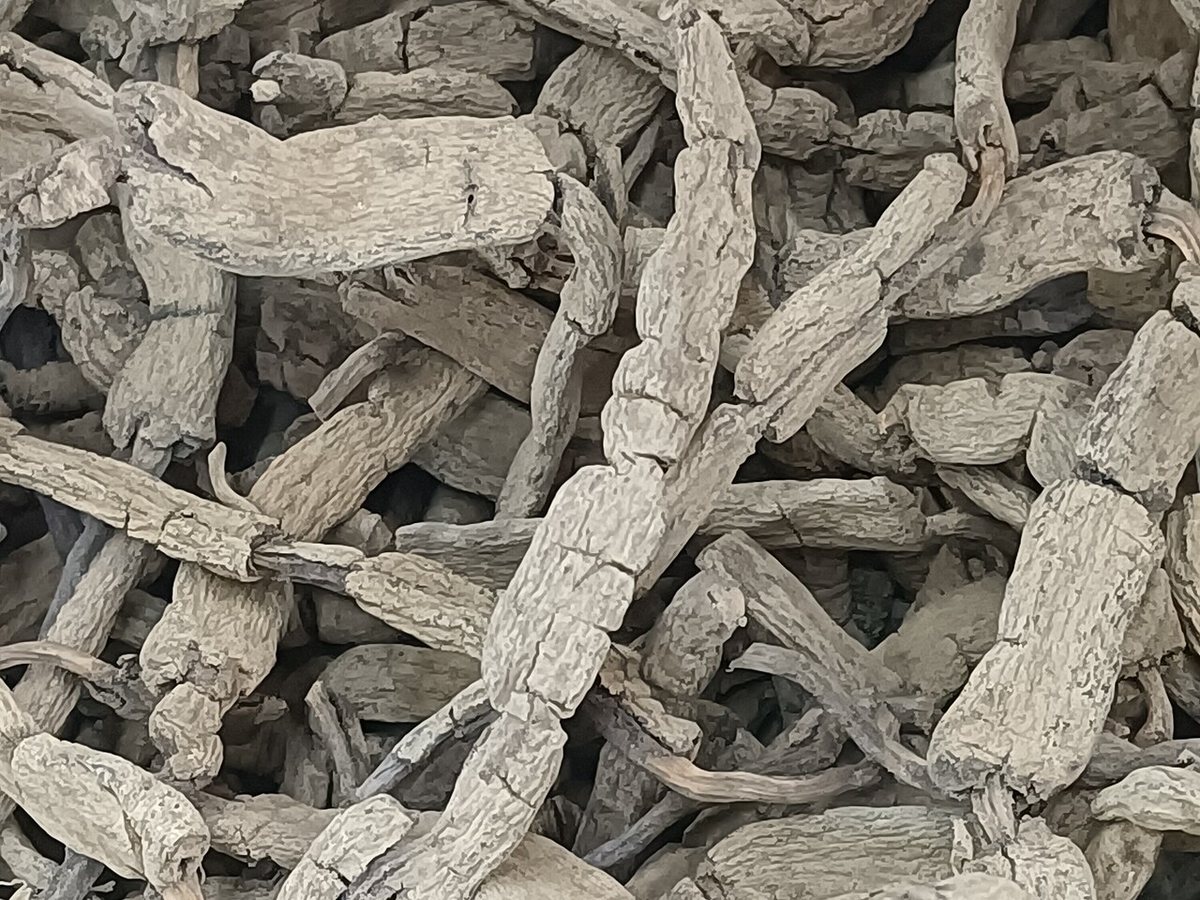 Cây ba kích – Morinda officinalis, nguồn nguyên liệu chiết xuất