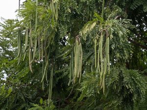 Cây chùm ngây – Moringa oleifera, nguồn nguyên liệu chiết xuất