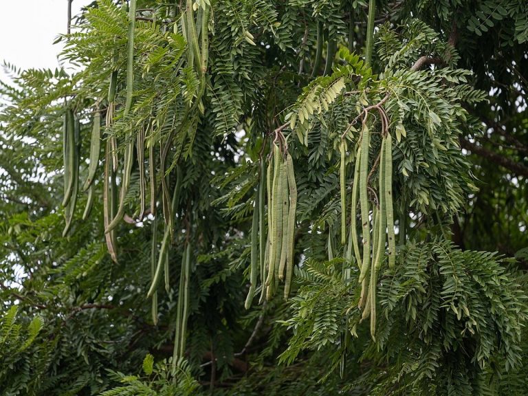 Cây chùm ngây – Moringa oleifera, nguồn nguyên liệu chiết xuất