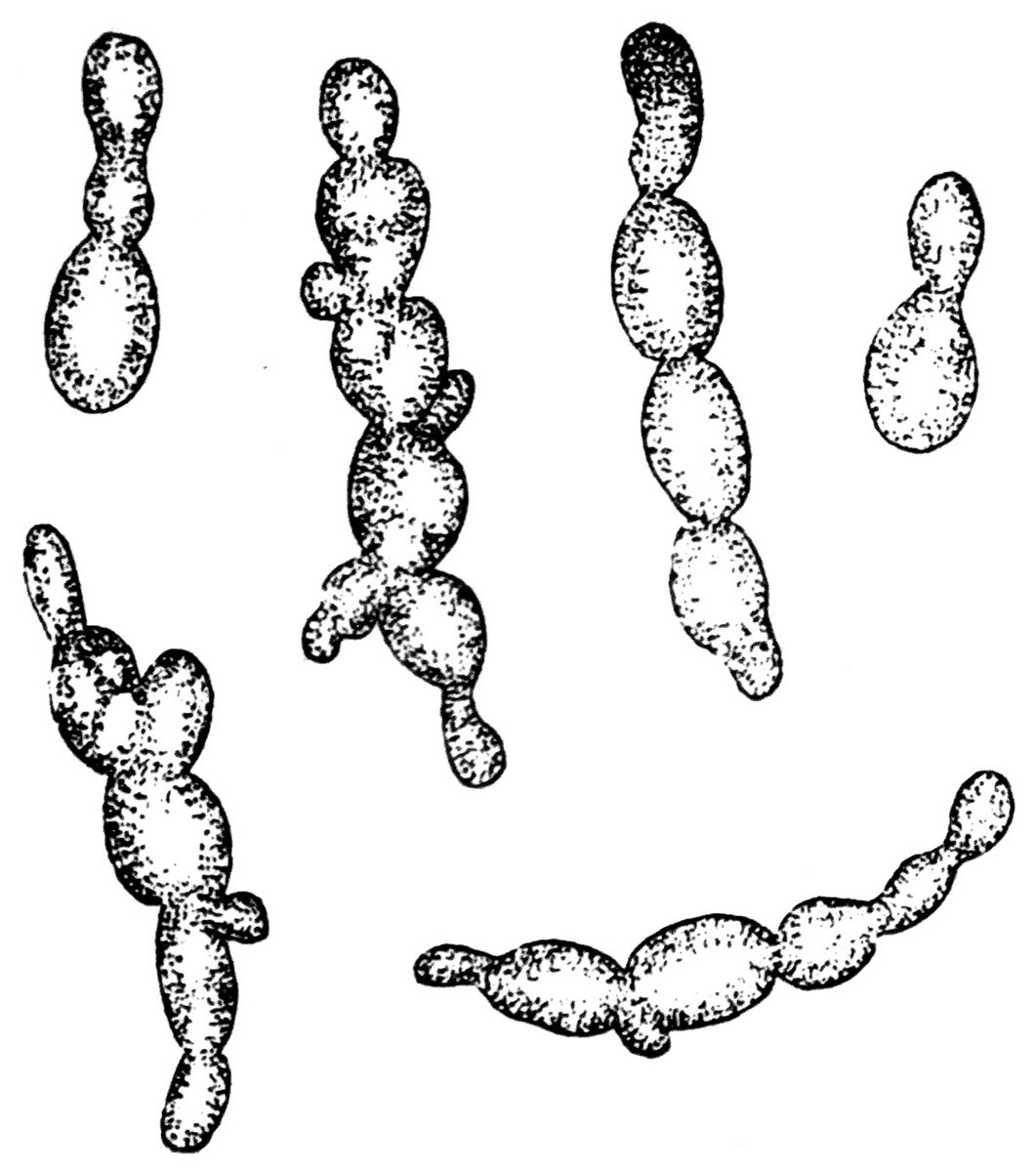 Nấm men Saccharomyces cerevisiae