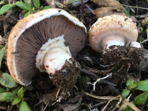 Nấm mỡ (Agaricus bisporus)