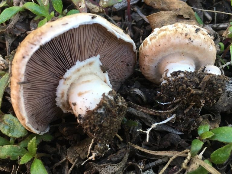Nấm mỡ (Agaricus bisporus)