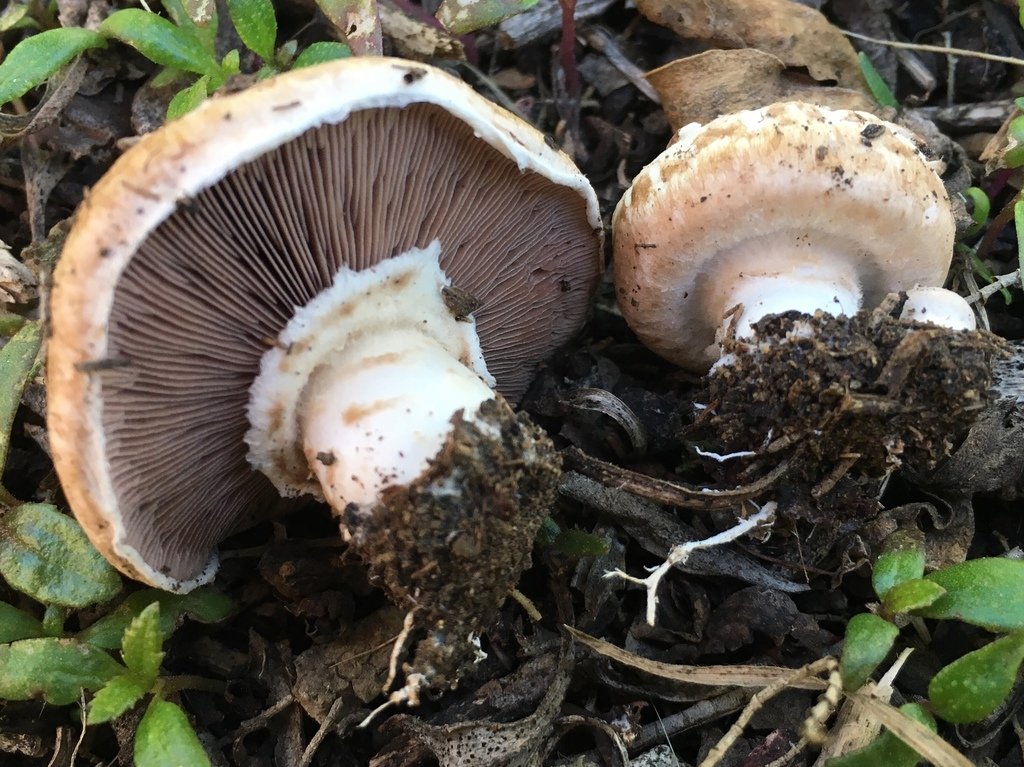 Nấm mỡ (Agaricus bisporus)