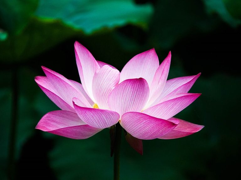 Cây tâm sen – Nelumbo nucifera, nguồn nguyên liệu chiết xuất