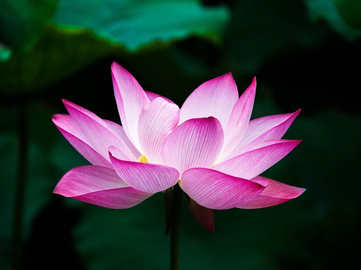 Cây tâm sen – Nelumbo nucifera, nguồn nguyên liệu chiết xuất