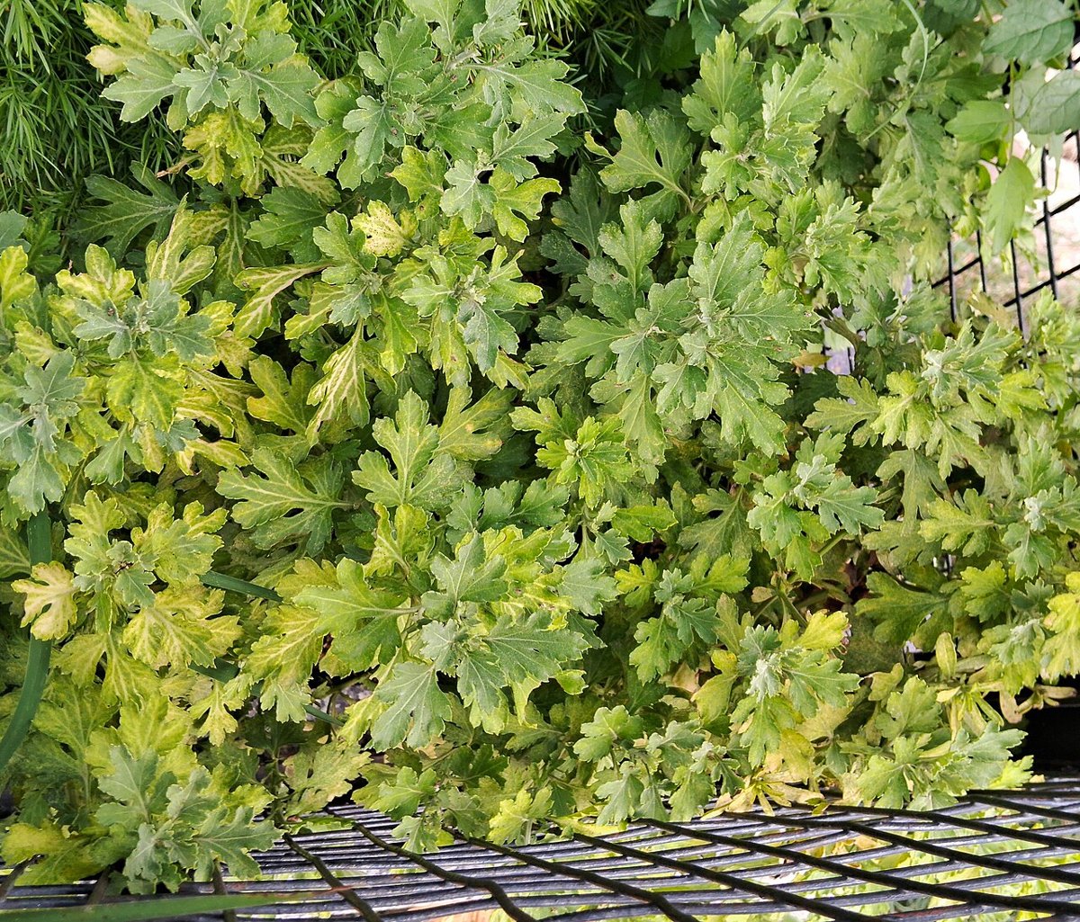 Cây ngải cứu Hàn Quốc (Artemisia princeps)