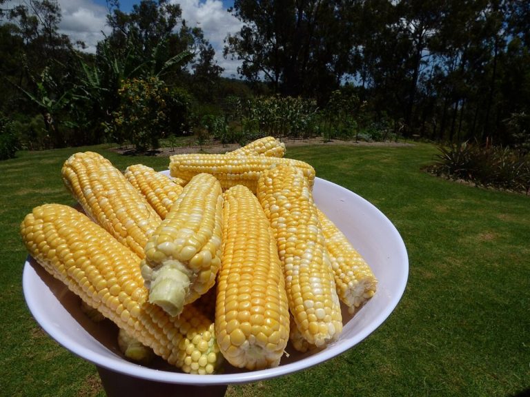 Cây ngô (Zea mays)