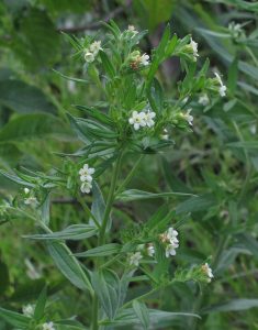 Cây ngọc vỏ phấn (tử thảo châu Âu) (Lithospermum officinale)