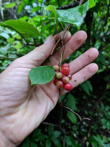 Cây ngũ vị tử (Schisandra chinensis)