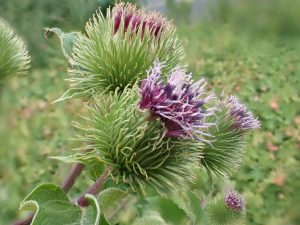 Cây ngưu bàng (Arctium lappa)