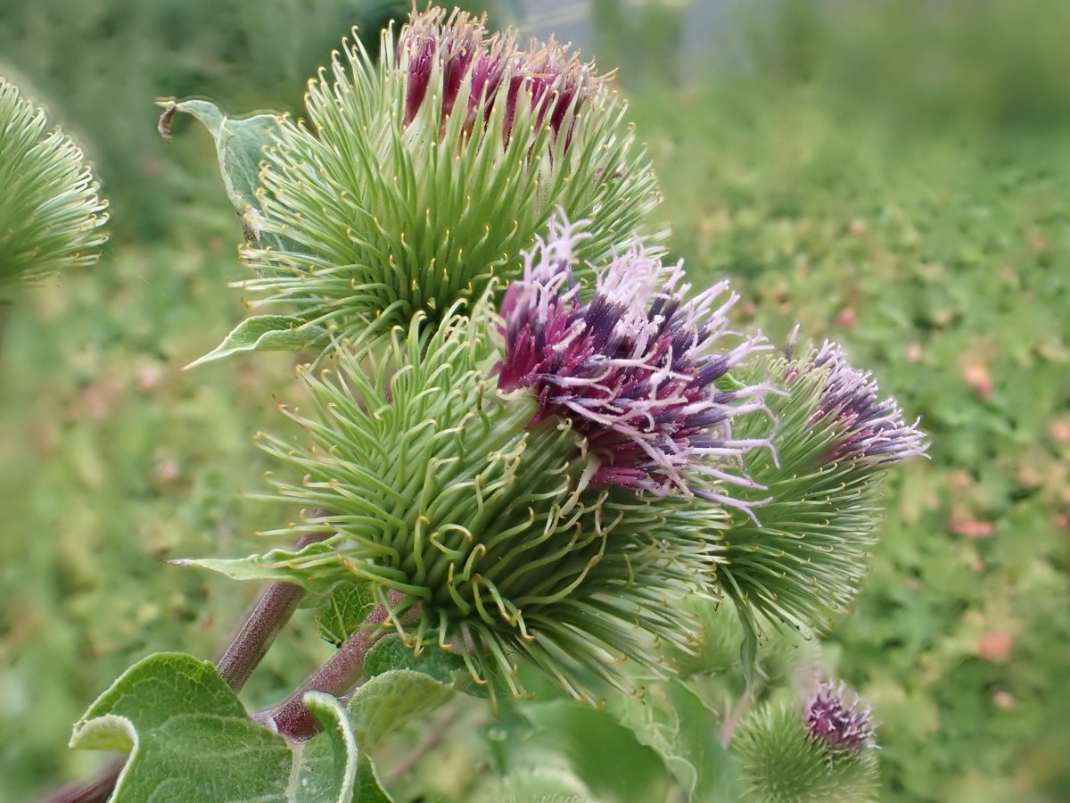 Cây ngưu bàng (Arctium lappa)