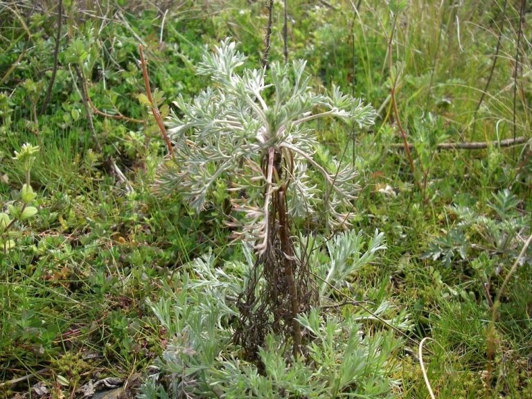 Cây nhân trần Hàn Quốc (Artemisia capillaris)