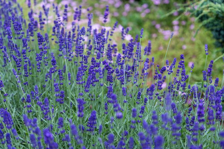 Cây oải hương (Lavandula angustifolia)
