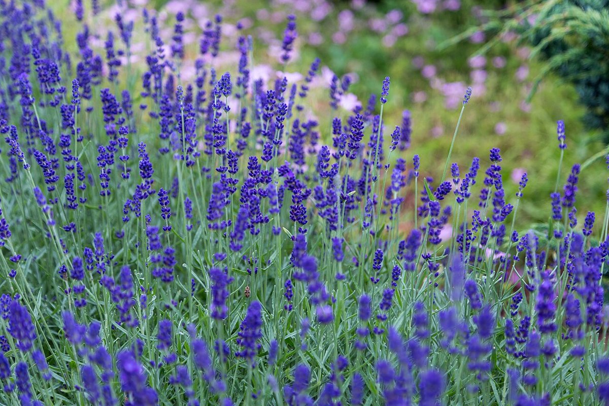 Cây oải hương (Lavandula angustifolia)