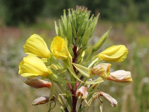 Cây anh thảo – Oenothera biennis, nguồn nguyên liệu chiết xuất