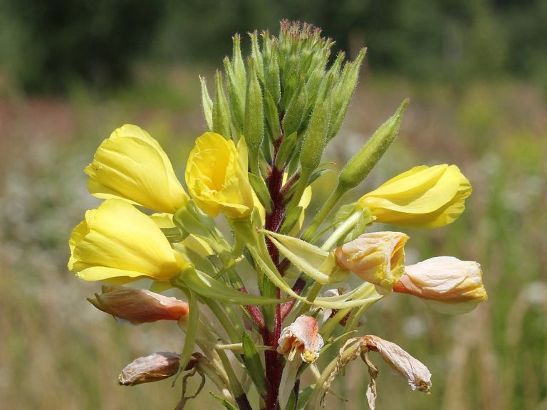 Cây anh thảo – Oenothera biennis, nguồn nguyên liệu chiết xuất