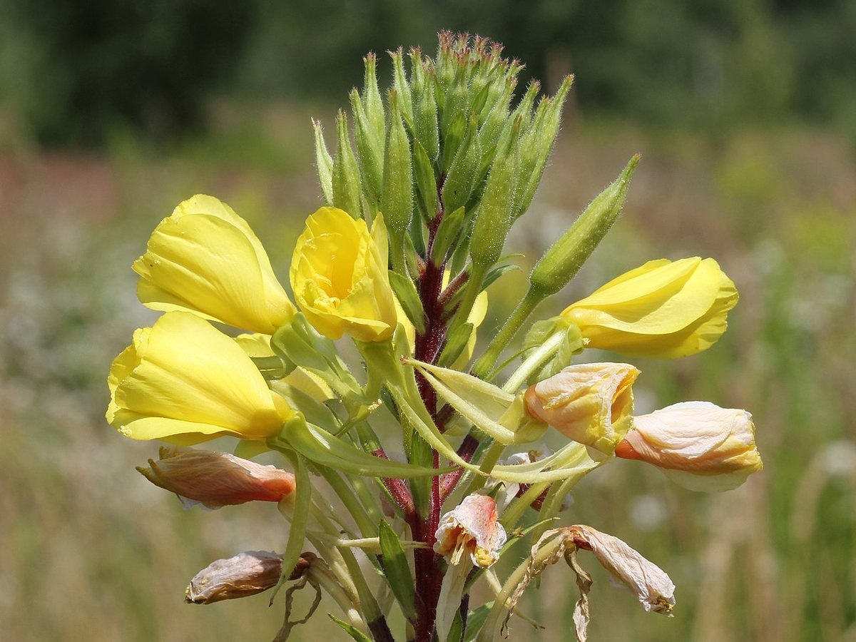 Cây anh thảo – Oenothera biennis, nguồn nguyên liệu chiết xuất
