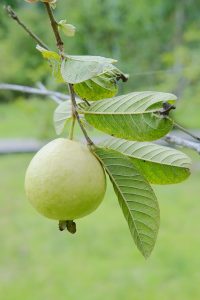Cây ổi (Psidium guajava)