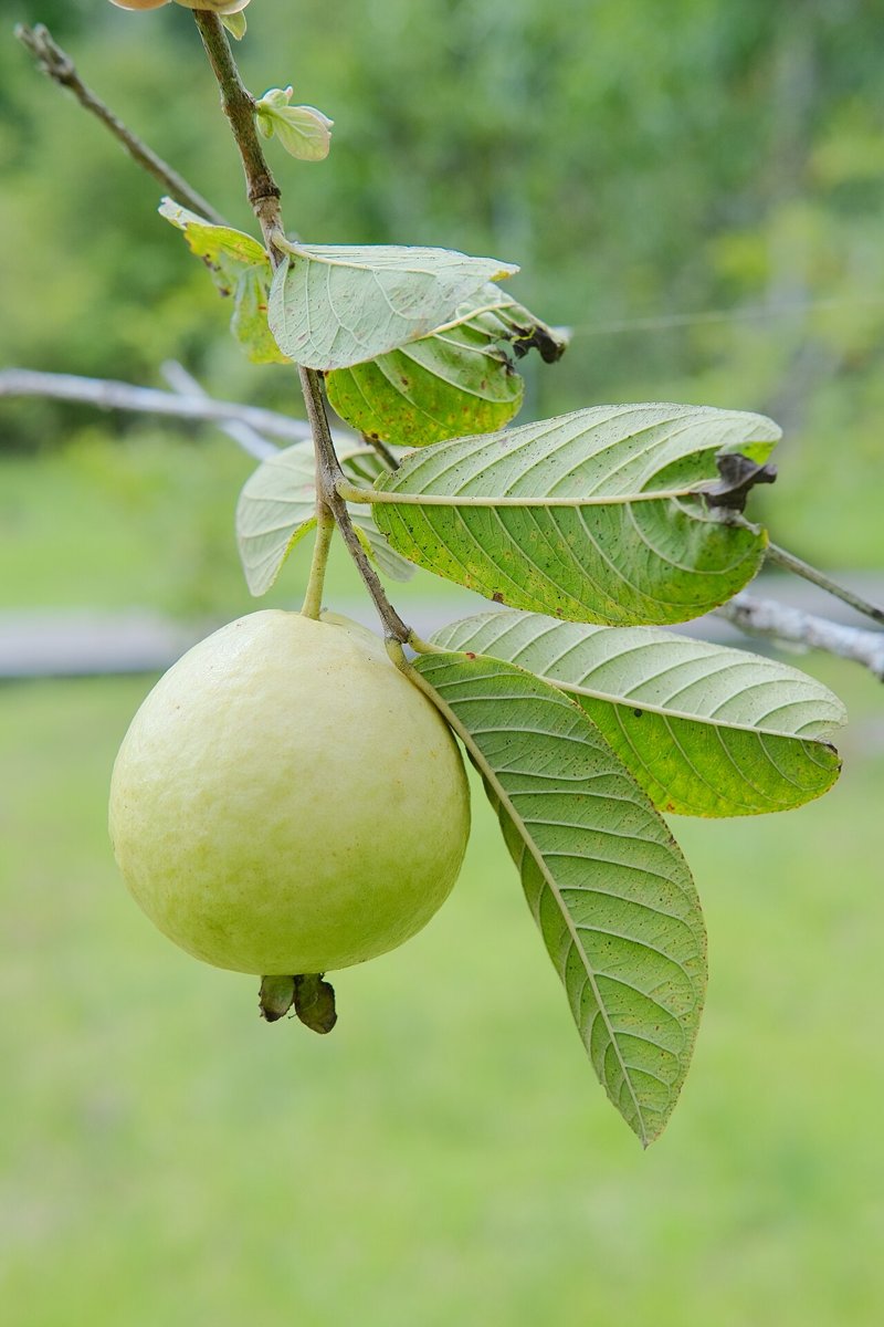 Cây ổi (Psidium guajava)