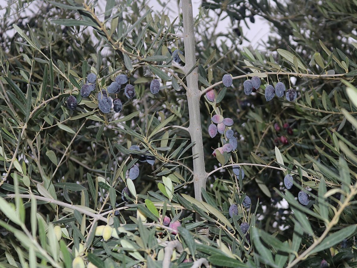 Cây ô liu – Olea europaea, nguồn nguyên liệu chiết xuất
