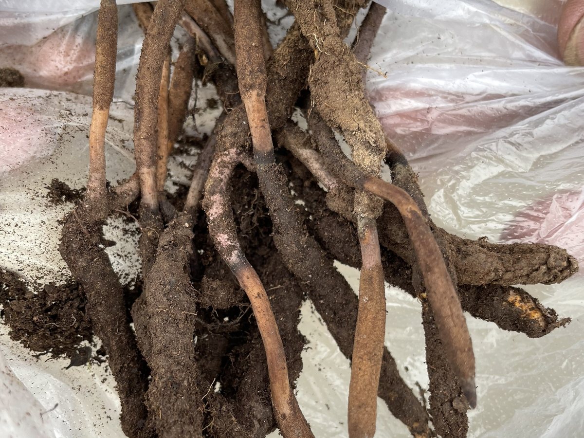 Cây đông trùng hạ thảo – Ophiocordyceps sinensis, nguồn nguyên liệu chiết xuất