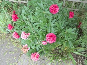 Cây xích thược – Paeonia lactiflora, nguồn nguyên liệu chiết xuất