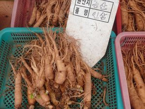 Cây nhân sâm – Panax ginseng, nguồn nguyên liệu chiết xuất