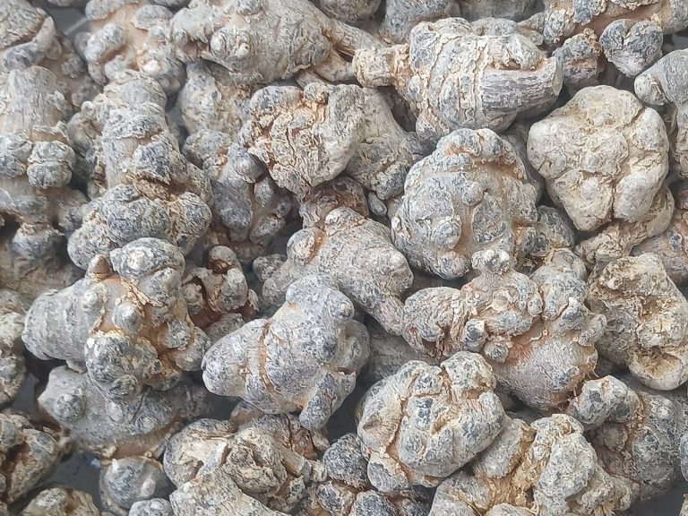 Cây tam thất – Panax notoginseng, nguồn nguyên liệu chiết xuất