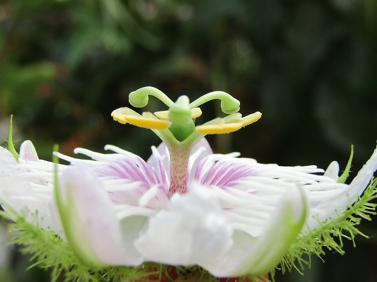 Cây lạc tiên – Passiflora foetida, nguồn nguyên liệu chiết xuất
