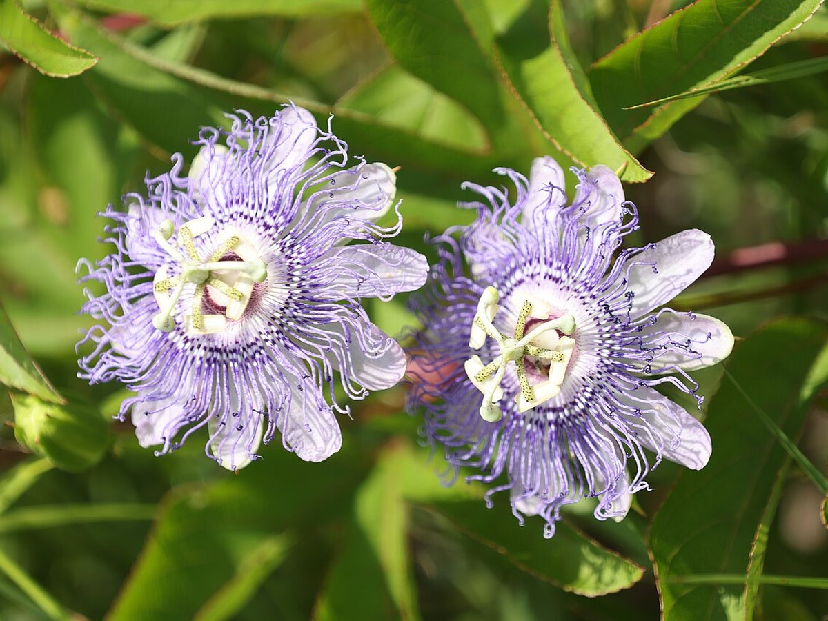 Cây lạc tiên tây 2,2 – Passiflora incarnata, nguồn nguyên liệu chiết xuất