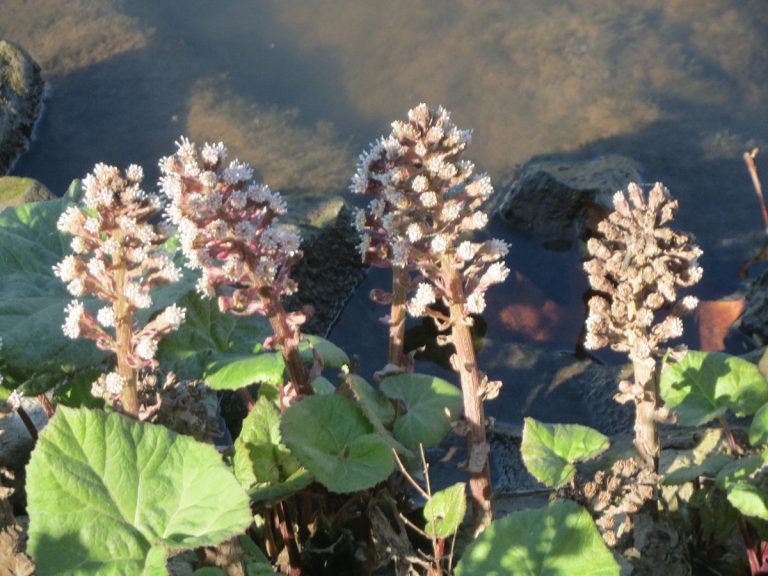 Cây bơ gai – Petasites hybridus, nguồn nguyên liệu chiết xuất