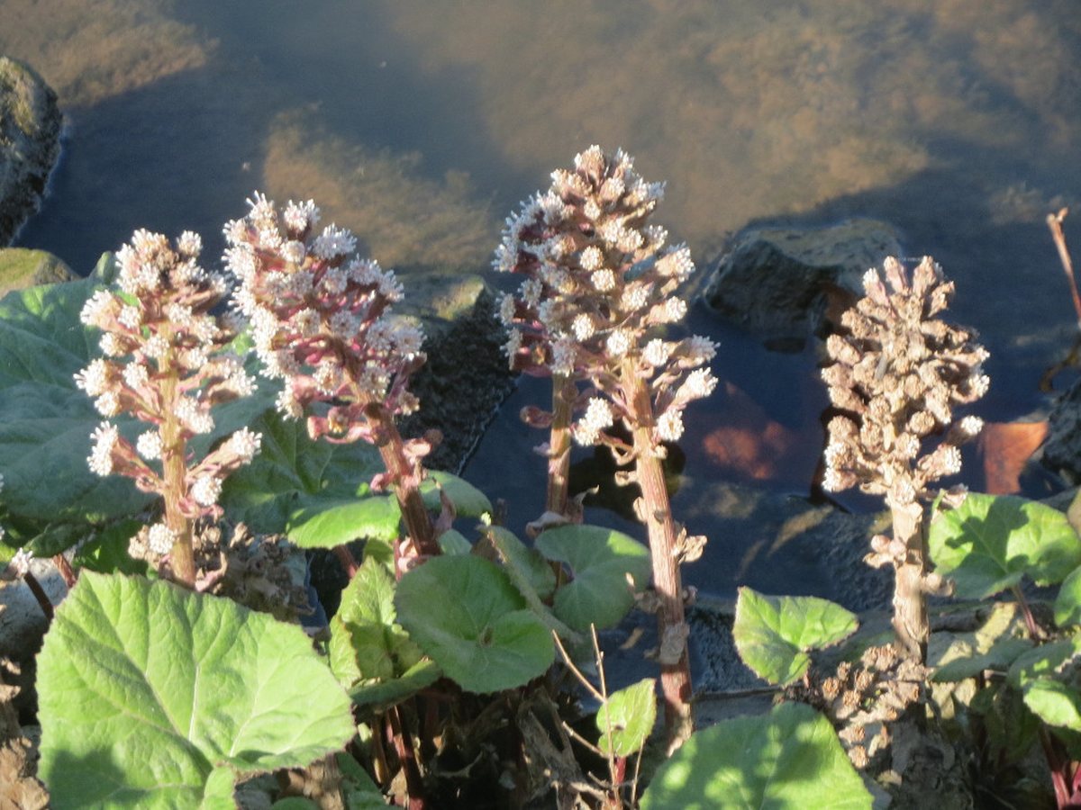 Cây bơ gai – Petasites hybridus, nguồn nguyên liệu chiết xuất