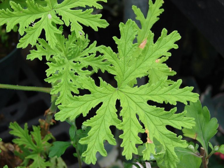 Cây phong lữ thơm (Pelargonium graveolens)