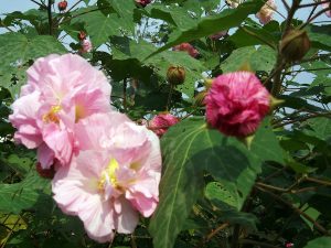 Cây phù dung (Hibiscus mutabilis)