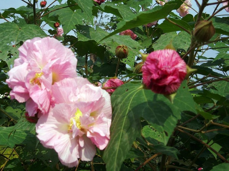 Cây phù dung (Hibiscus mutabilis)