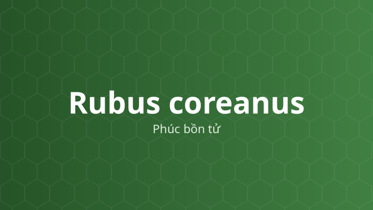Cây phúc bồn tử (Rubus coreanus)