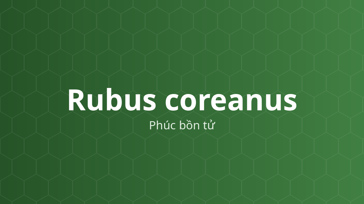 Cây phúc bồn tử (Rubus coreanus)