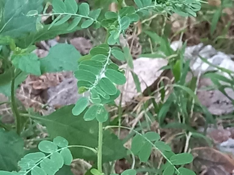 Cây diệp hạ châu – Phyllanthus urinaria, nguồn nguyên liệu chiết xuất